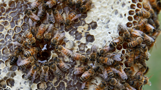 La policía de Estados Unidos arresta a dos niños por la muerte de medio millón de abejas<em></em>